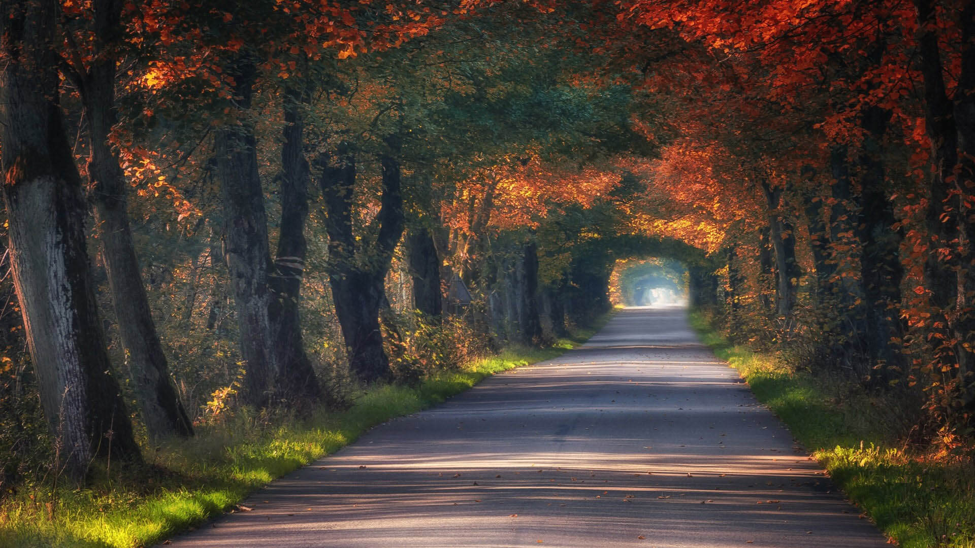 Poland-tunnel-road-trees-autumn_1920x1200